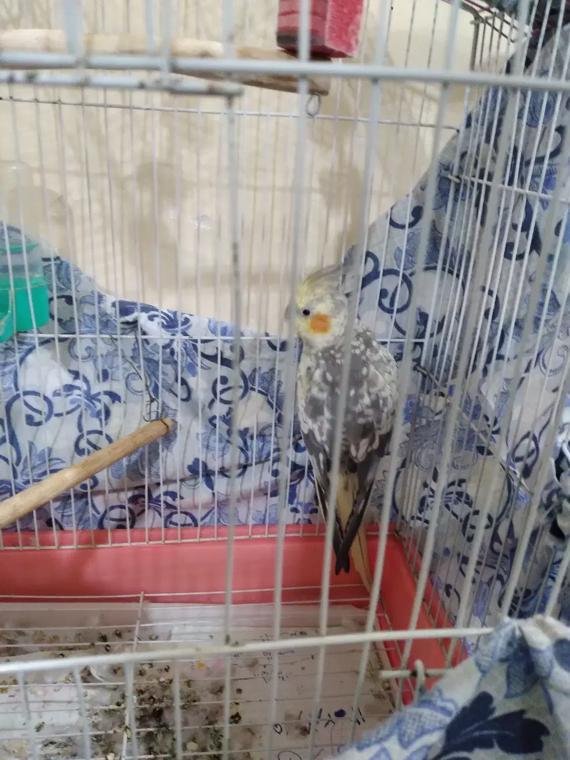 پرنده|پرنده|رشت, توشیبا|دیوار