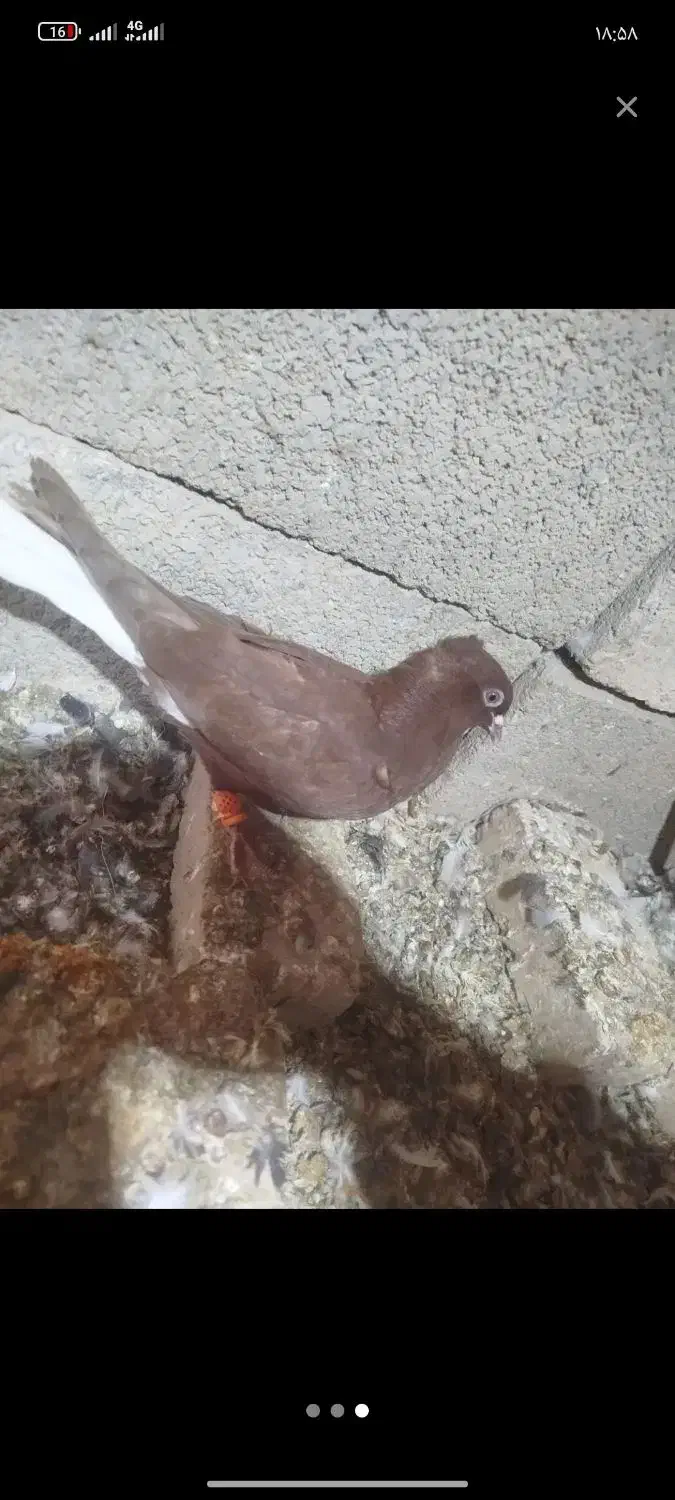 دم سفید|پرنده|بجنورد, |دیوار