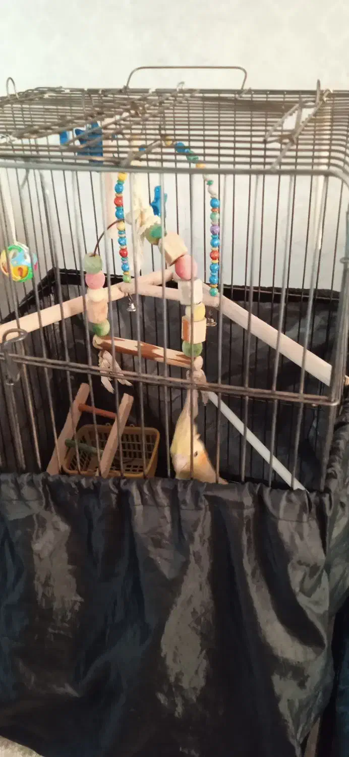 عروس هلندی ماده|پرنده|ری, دولت‌آباد|دیوار