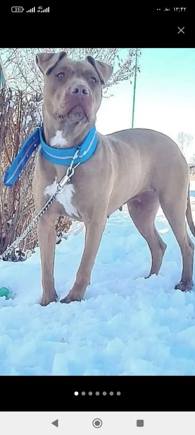 سگ پیتبول از بهترین نژاد|سگ|ابریشم, |دیوار