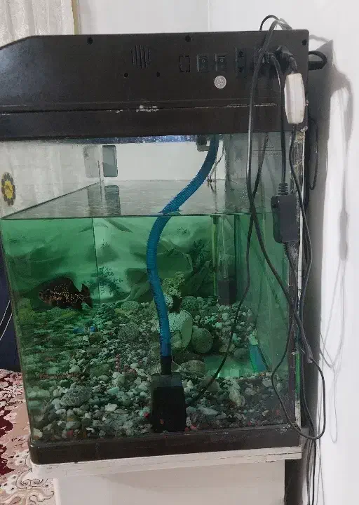فروش  اکواریوم|ماهی|تهران, شهرک ابوذر|دیوار