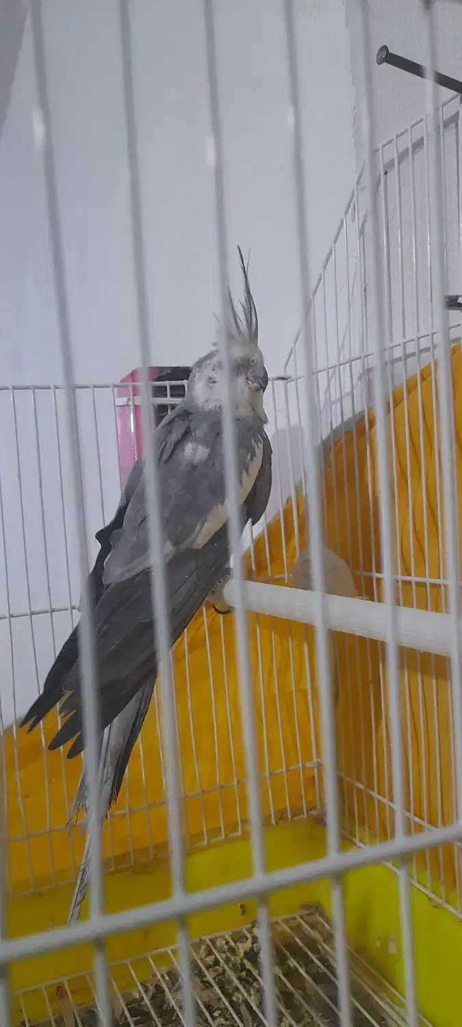 عروس هلندی|پرنده|فاریاب, |دیوار