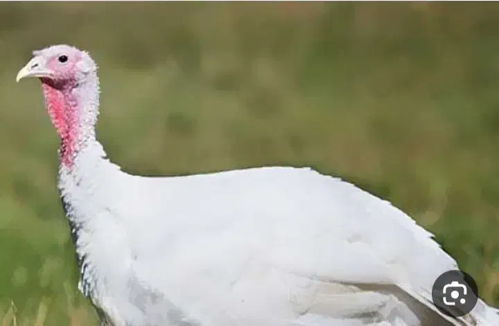 اعددبوقلمون ماده ۱۶۰۰۰۰۰تومان|حیوانات مزرعه|یاسوج, |دیوار