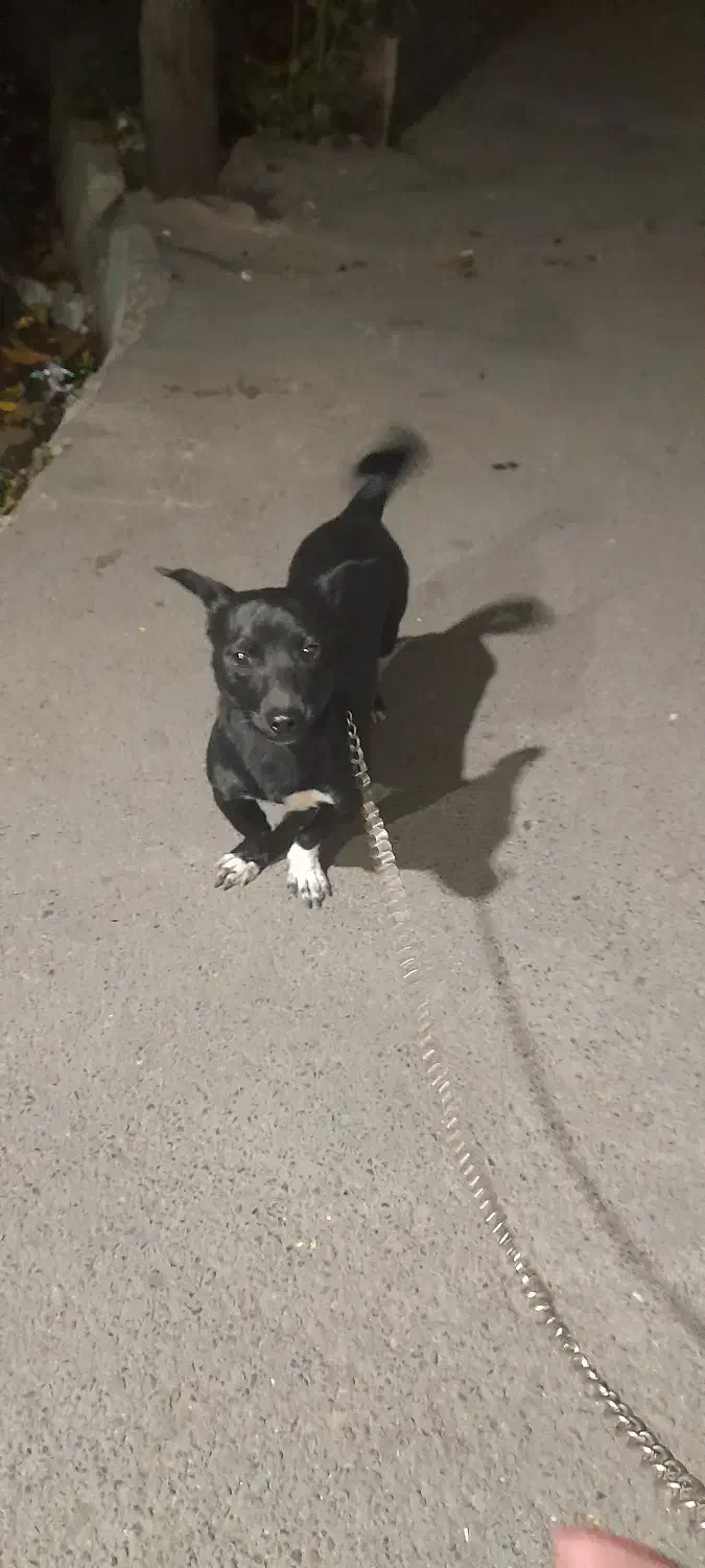 گمشده|حیوانات|مشگین شهر, |دیوار