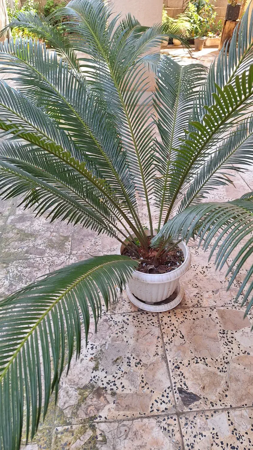 گلهای طبیعی|گل و گیاه طبیعی|لاهیجان, مهرگان|دیوار