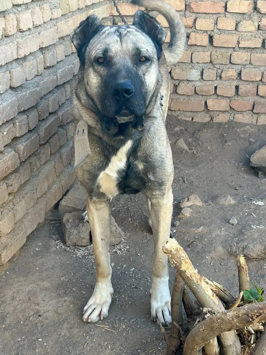 سگ سرابی|سگ|قزوین, |دیوار