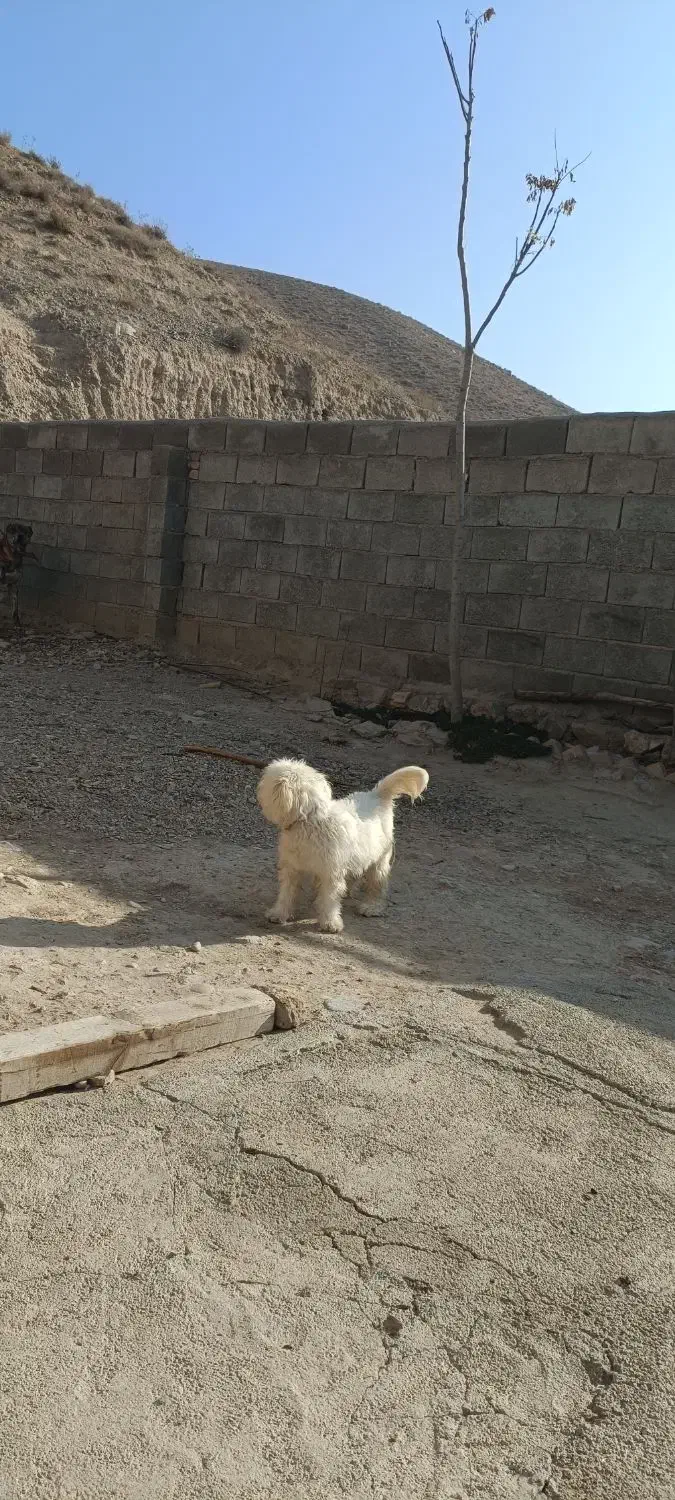 سگ پاکوتاه نژاد مالتیز|سگ|بجنورد, |دیوار