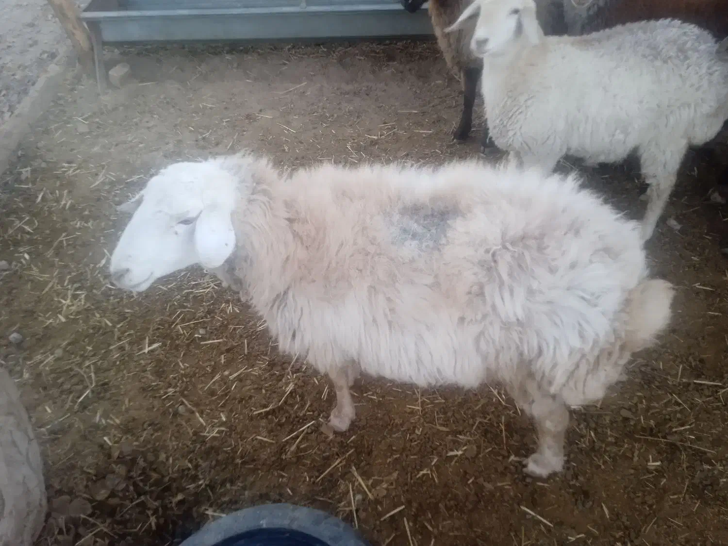 میش تازه شیره انداخته از شیره صاف|حیوانات مزرعه|سبزوار, کلاته سیفر|دیوار