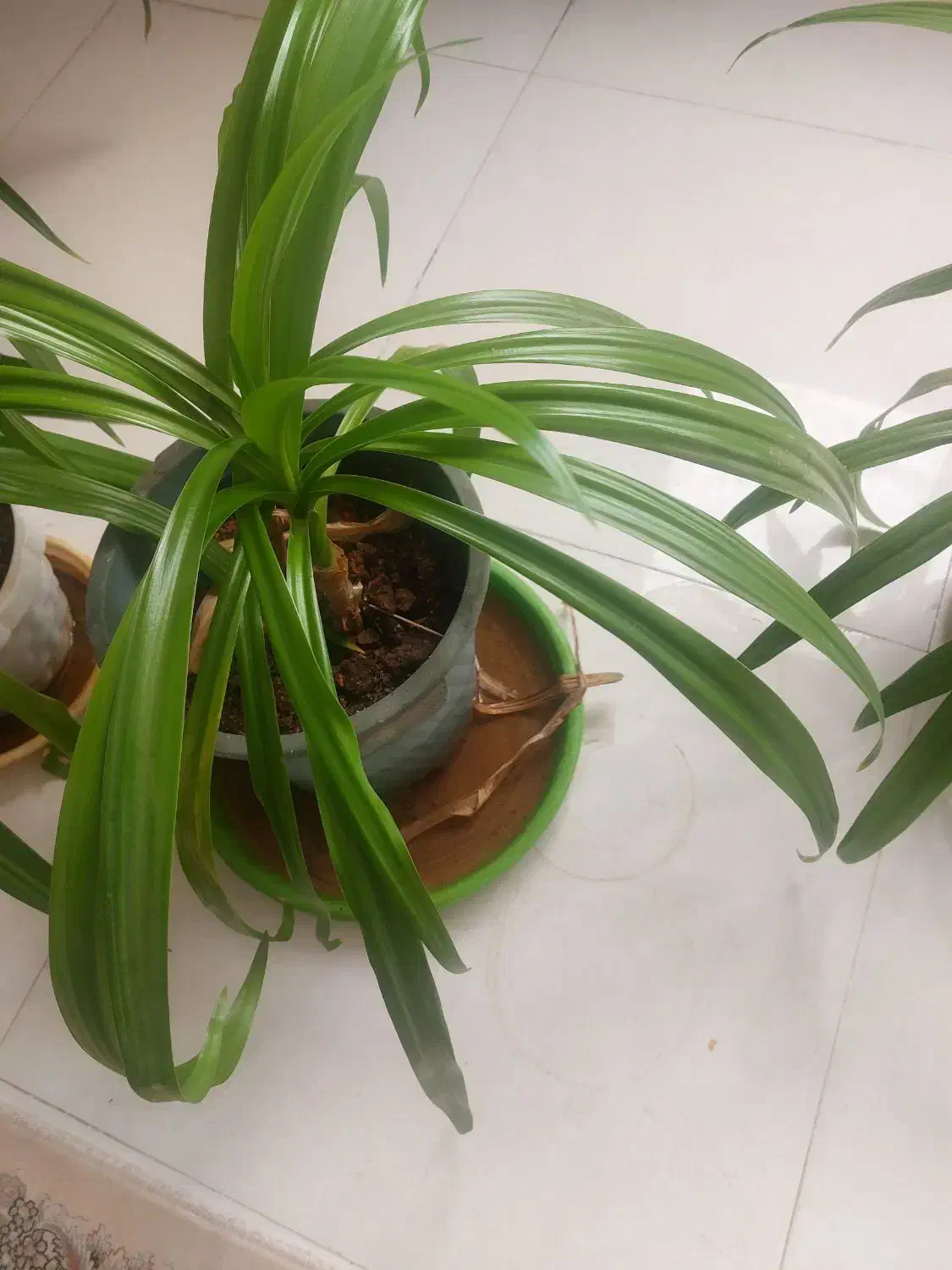 فروش گل اشکه ملکه|گل و گیاه طبیعی|اصفهان, بهارستان|دیوار