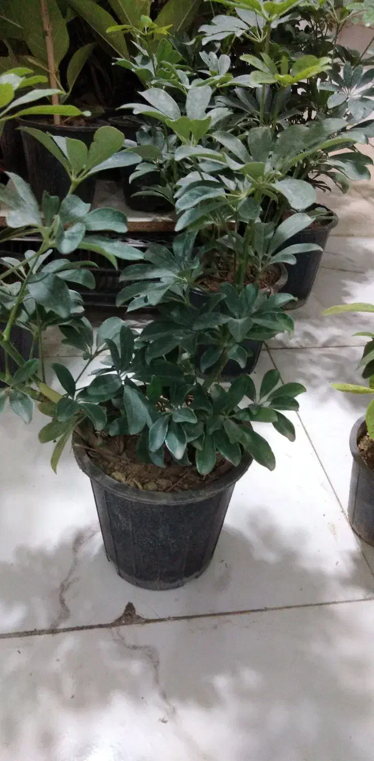 گل شفلرا|گل و گیاه طبیعی|شاهینشهر, شهرک گلدیس|دیوار