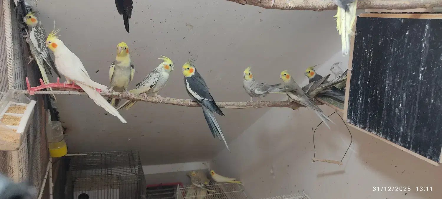 عروس هلندی|پرنده|لامرد, |دیوار