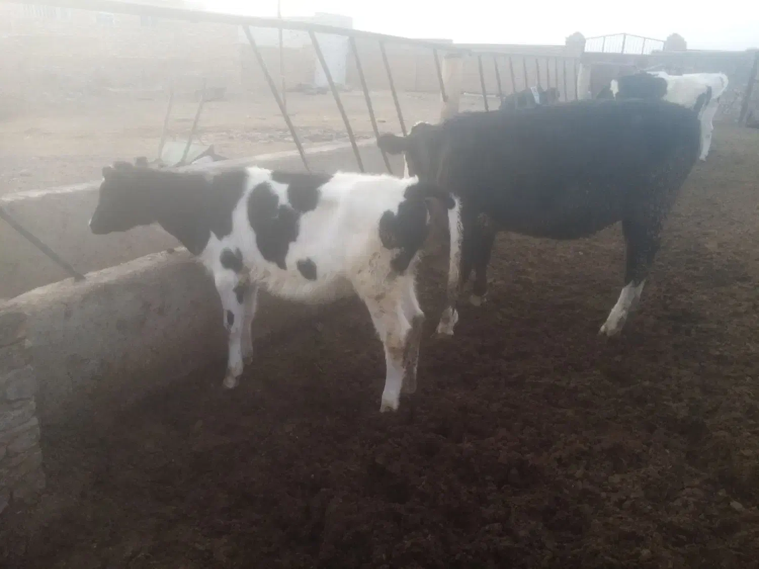 گوساله ماده گاو شیری|حیوانات مزرعه|پائین جام, |دیوار