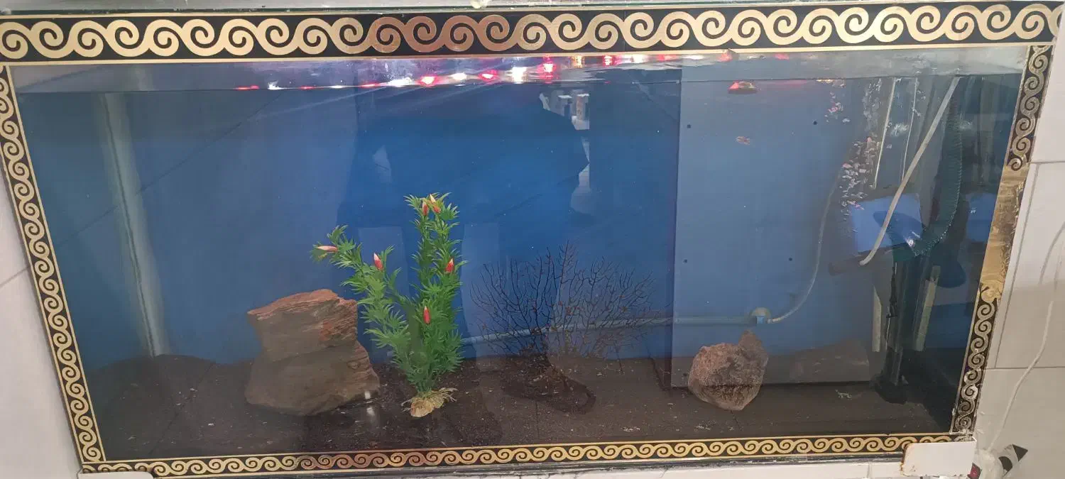 لوازم آکواریوم تکمیل|ماهی|پاکدشت, پاکدشت (مامازند)|دیوار