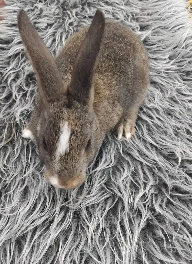 توله خرگوش|موش و خرگوش|مسجد سلیمان, |دیوار