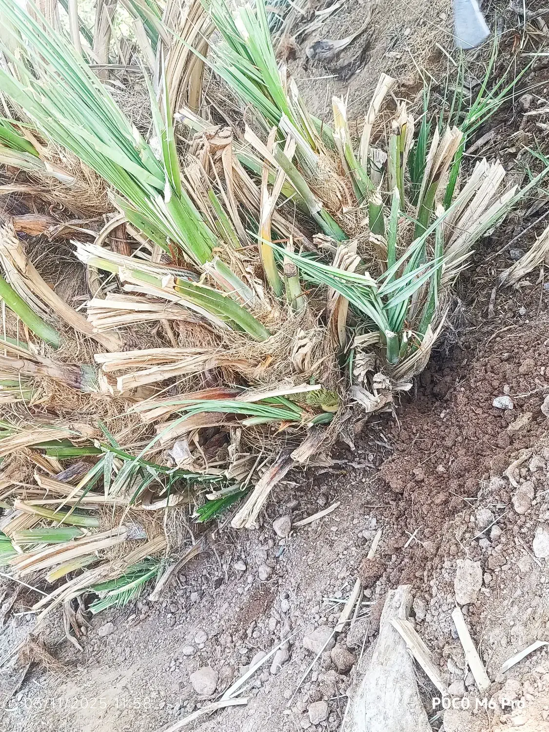 جونگ فروشی|گل و گیاه طبیعی|ریگان, |دیوار