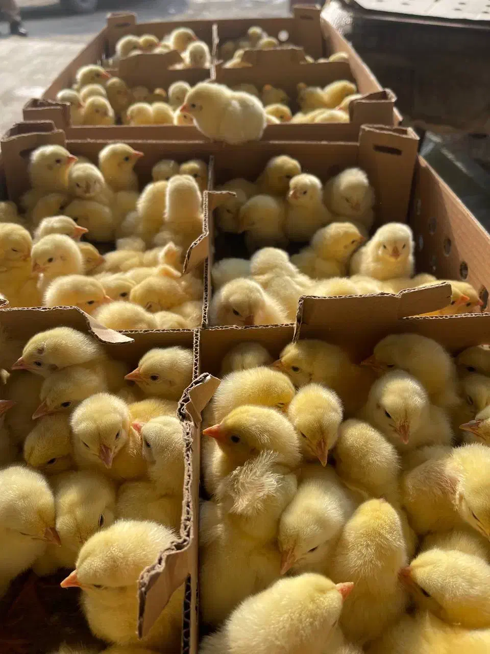 جوجه گوشتی نژاد راس وزن گیری بالا تسویه در محل شما|حیوانات مزرعه|زابل, |دیوار