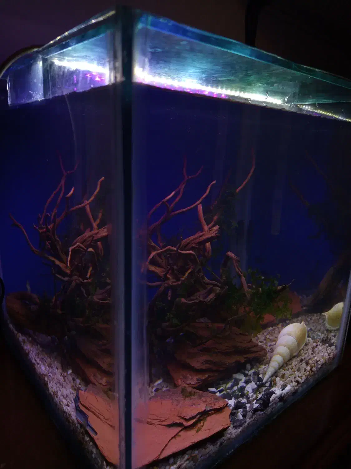 آکواریوم شیشه ۶ میل با تمامی وسایل|ماهی|کرمان, |دیوار