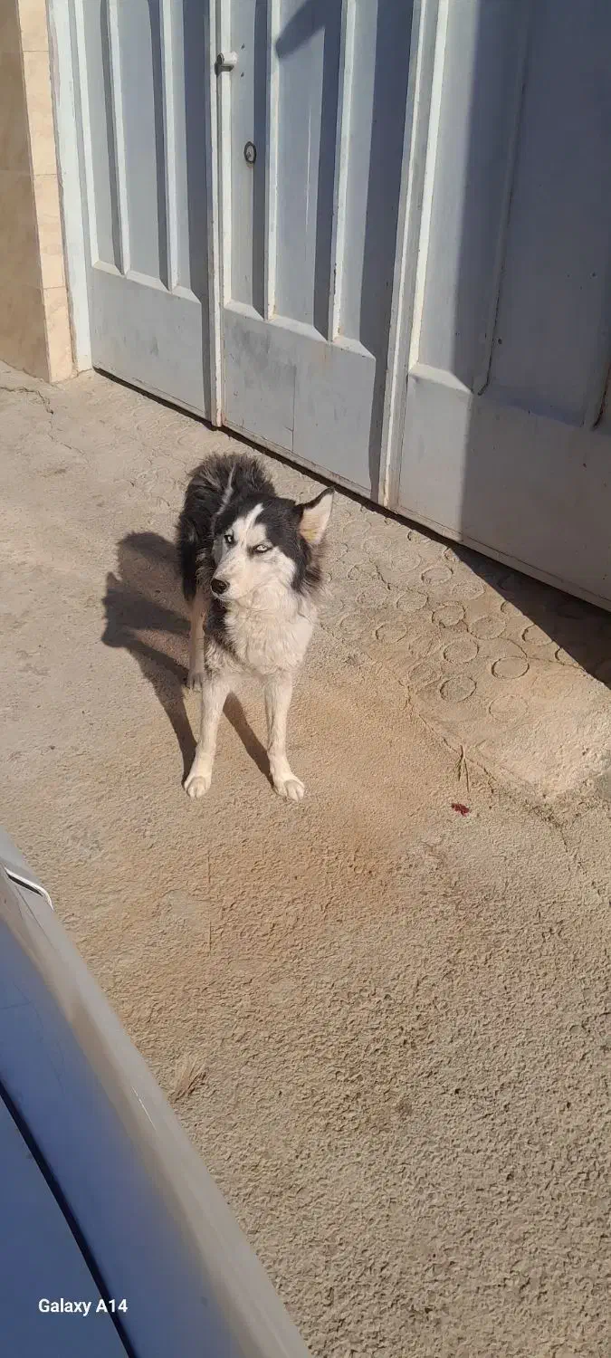 سگ هاسکی|سگ|اصفهان, گورت|دیوار