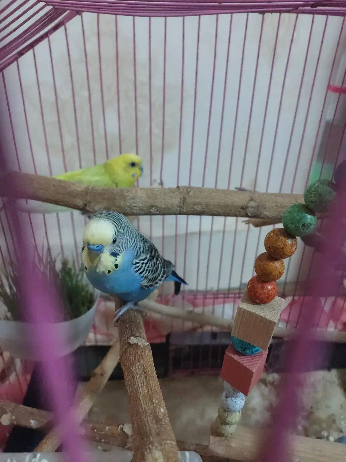 مرغ عشق انگل|پرنده|بندر ماهشهر, |دیوار