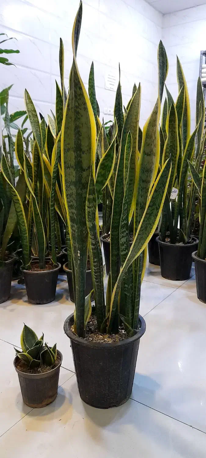 سانسوریا دورطلایی سطل هفت شمشیری پا بلند|گل و گیاه طبیعی|قم, نیروگاه|دیوار