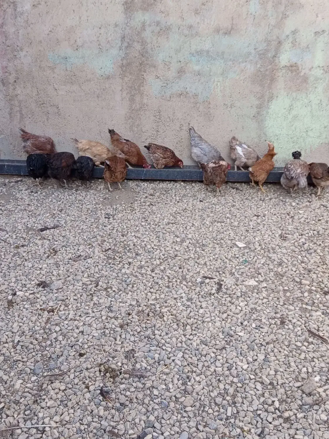 ۲۰ عدد بوقلمون ۲۰ عدد مرغ|حیوانات مزرعه|بروجرد, |دیوار