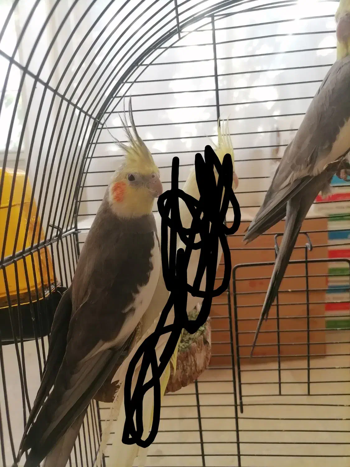 عروس هلندی 2ساله بالغ نر سینامون|پرنده|تهران, اختیاریه|دیوار