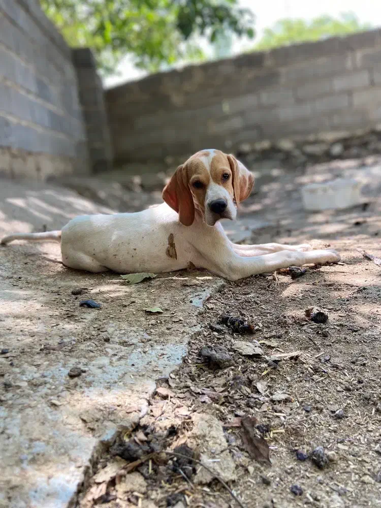 پوینتر انگلیس و المان|سگ|گلی داغ, |دیوار