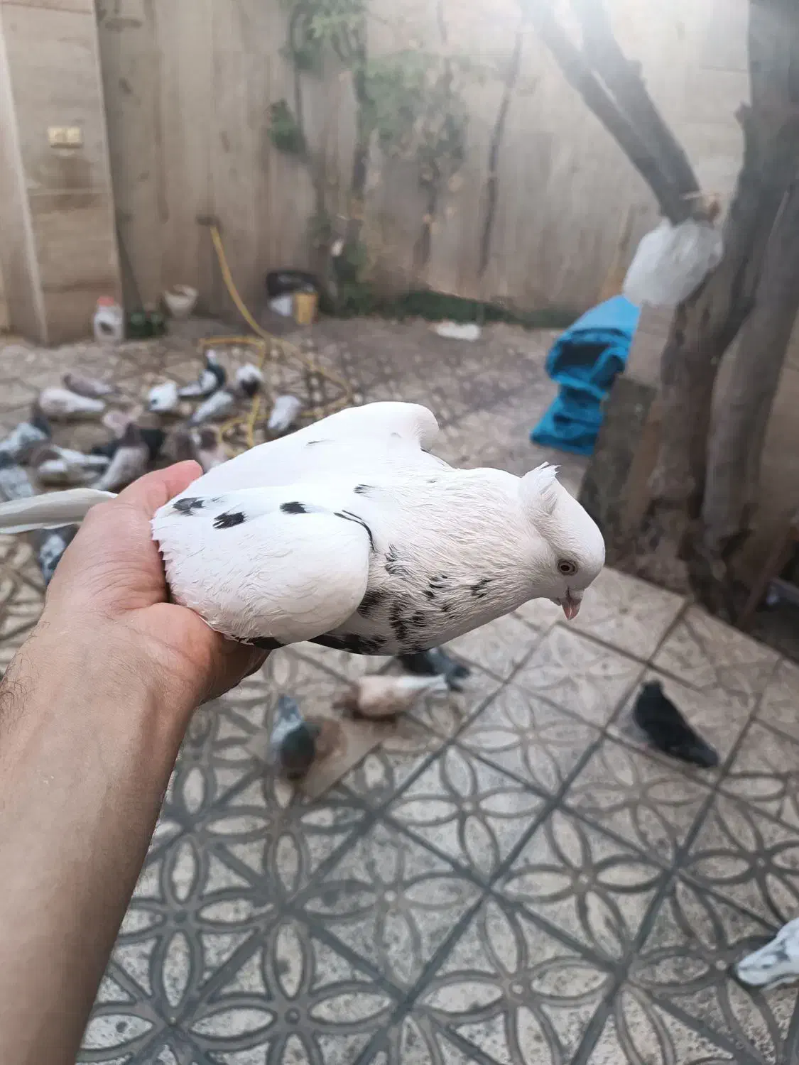 دمبی|پرنده|شاهرود, |دیوار