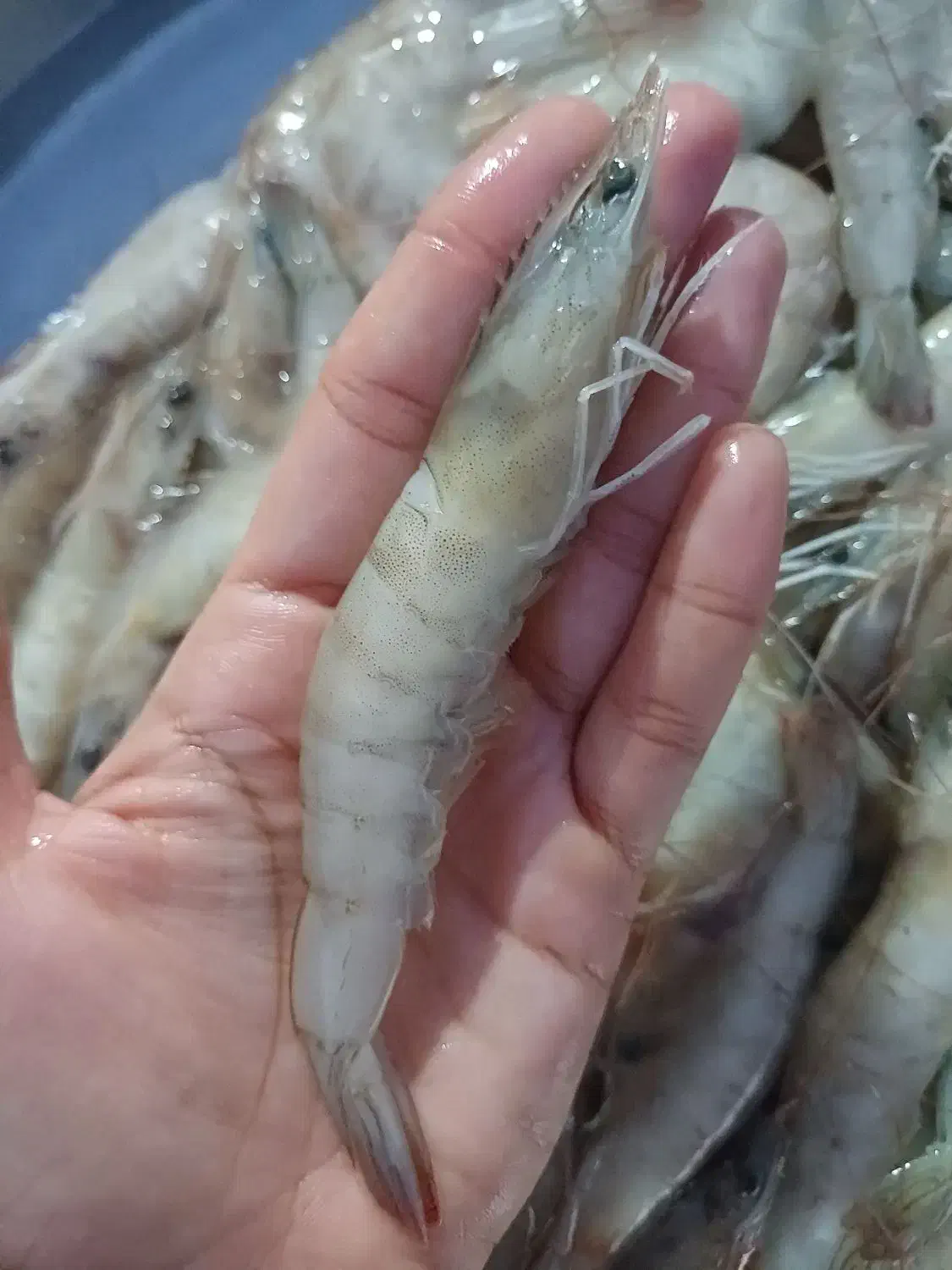 ماهی ومیگو|خوردنی و آشامیدنی|چغادک, |دیوار