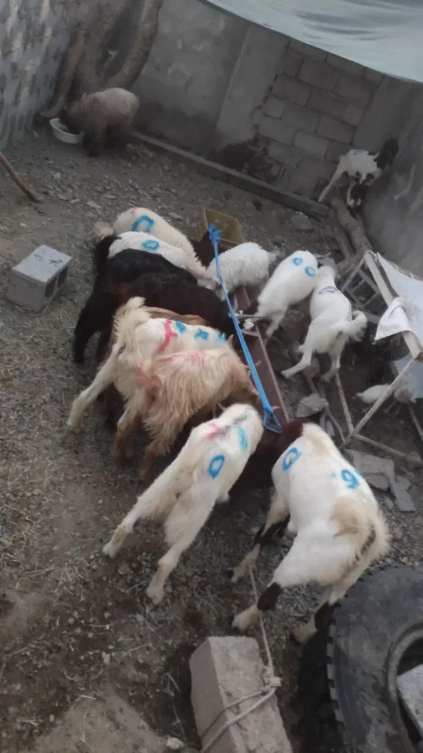 کهره و بره کشاکی گوشتی میکشم تحویل میدم|حیوانات مزرعه|جیرفت, |دیوار