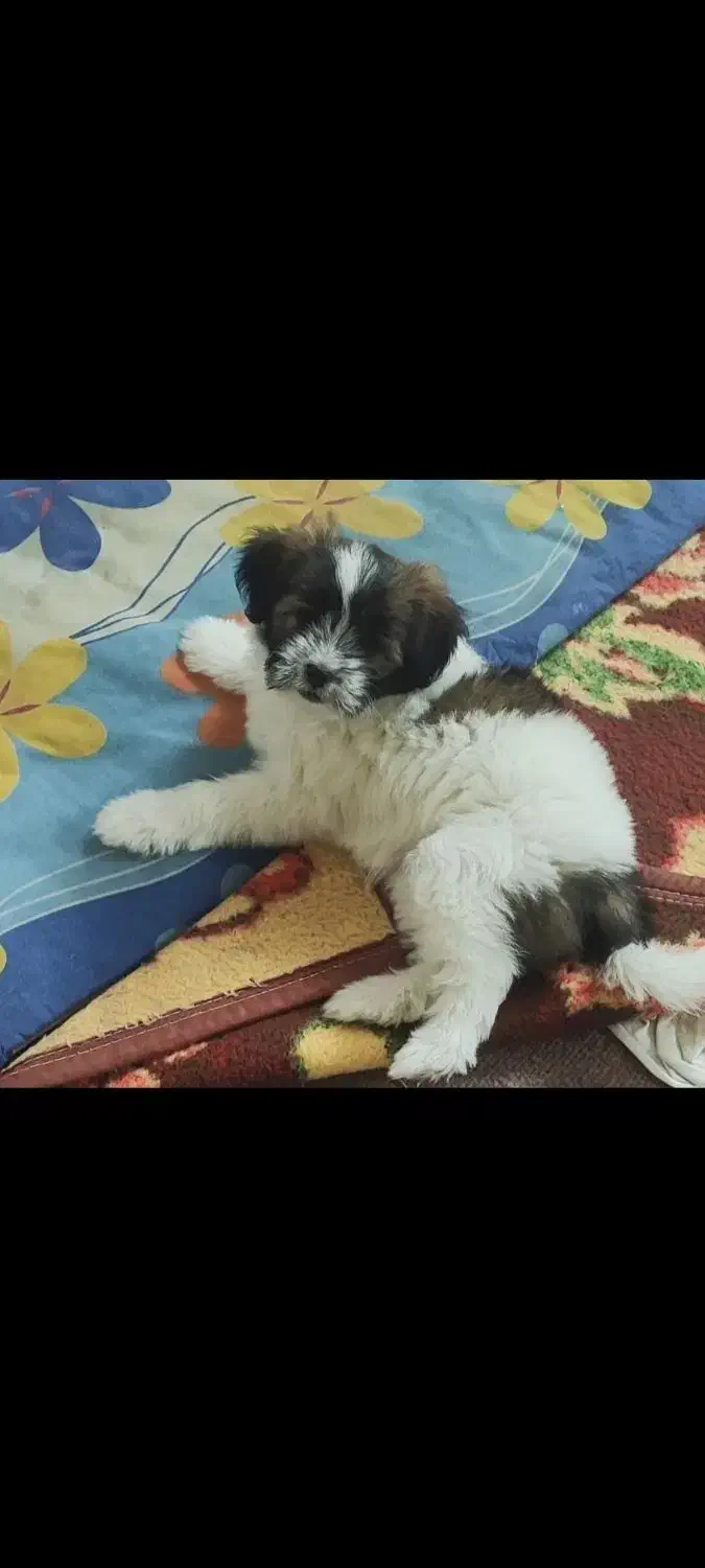 سگ وارداتی|سگ|تهران, توحید|دیوار