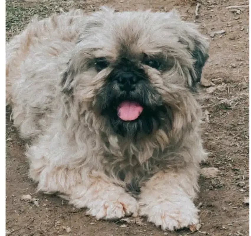 گمشده|سگ|آستانه اشرفیه, |دیوار