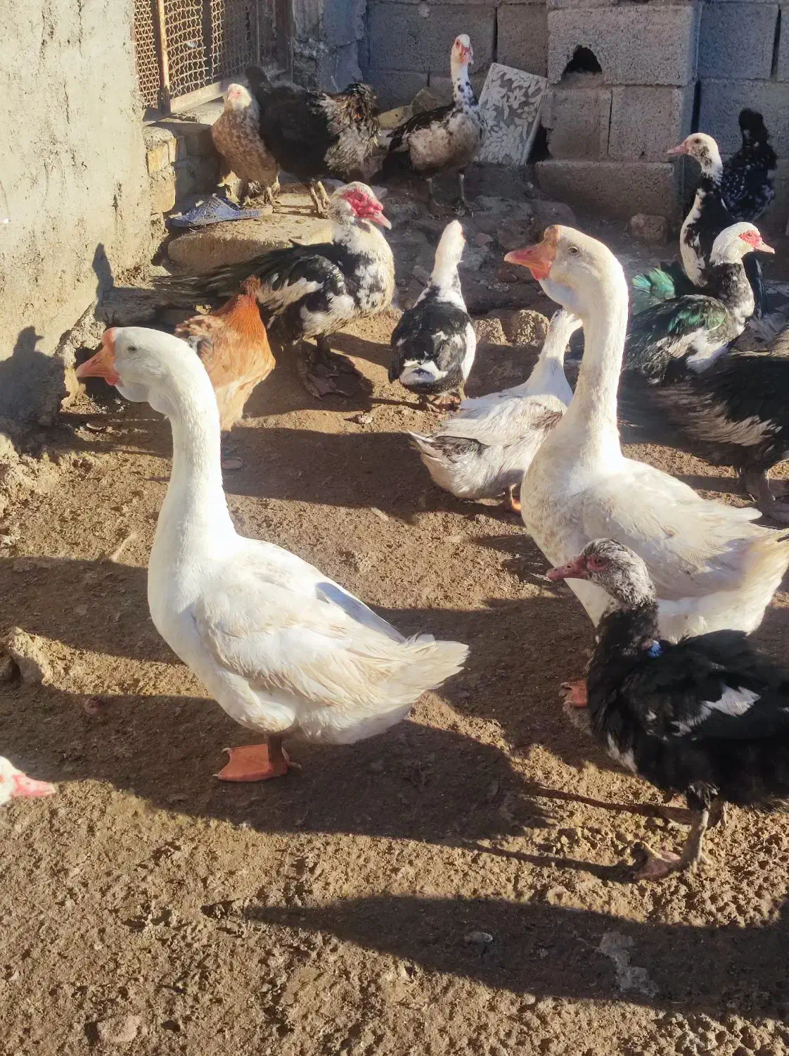 قو غاز فروشی|حیوانات مزرعه|قهدریجان, |دیوار