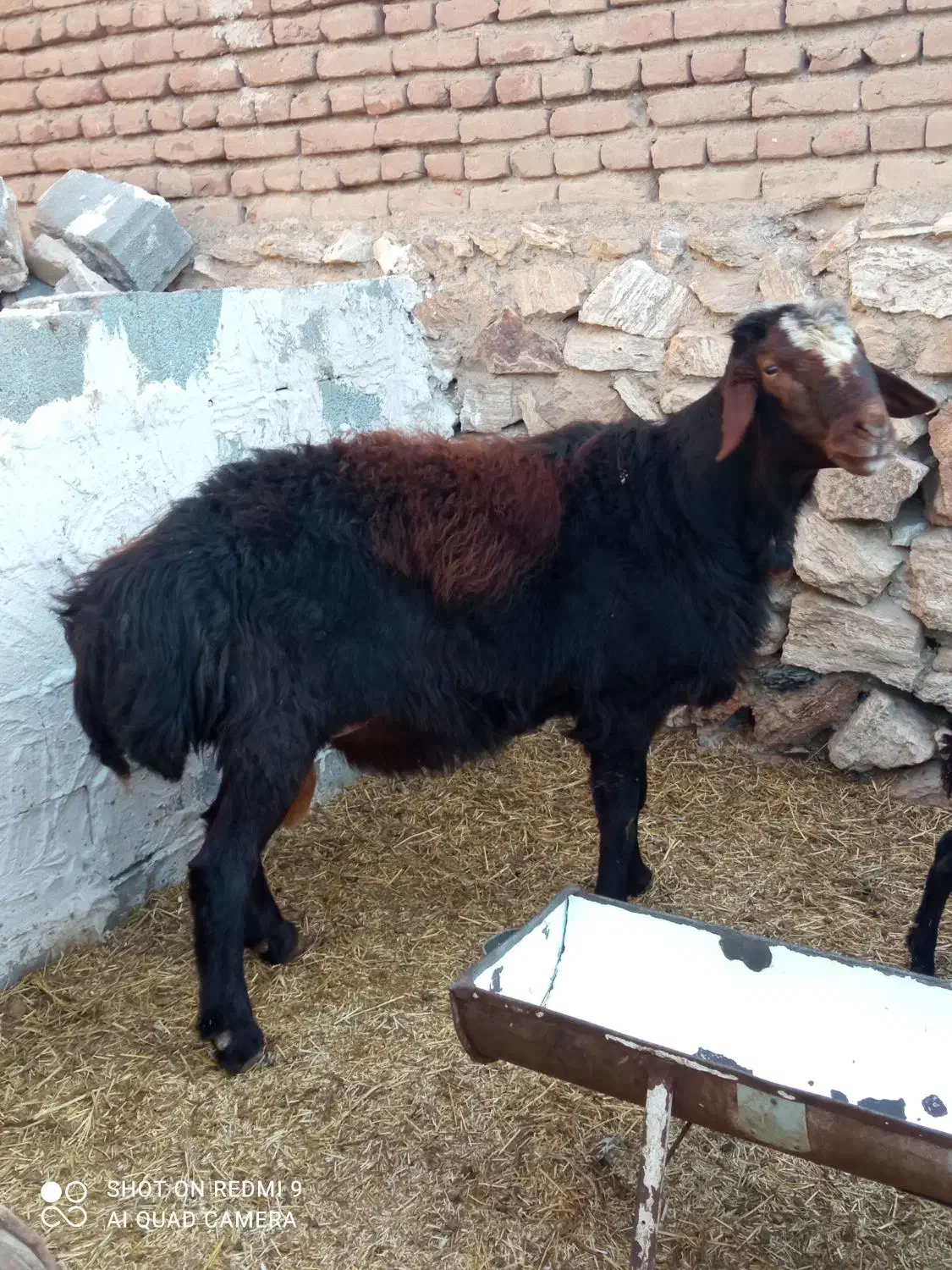 یک راس قوچ قزل افشار|حیوانات مزرعه|بناب, |دیوار