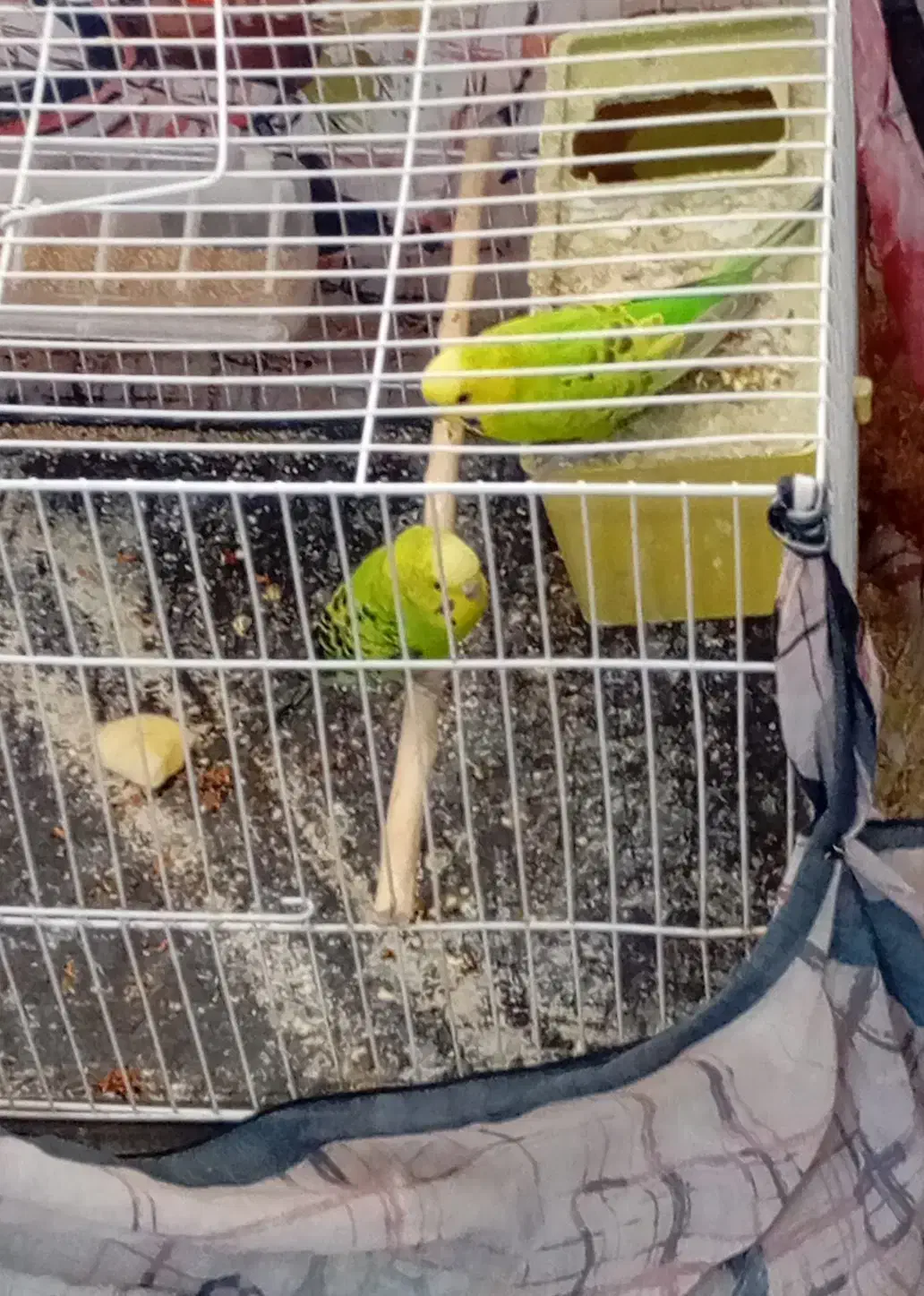 دو جفت مرغ عشق کارداده در جوین|پرنده|سبزوار, بیهق شرقی|دیوار