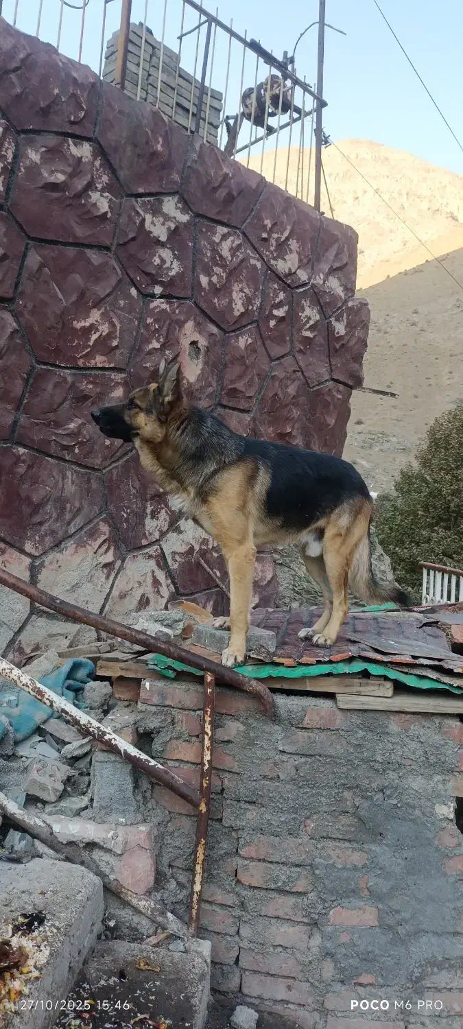 سگ ژرمن|سگ|کن, |دیوار