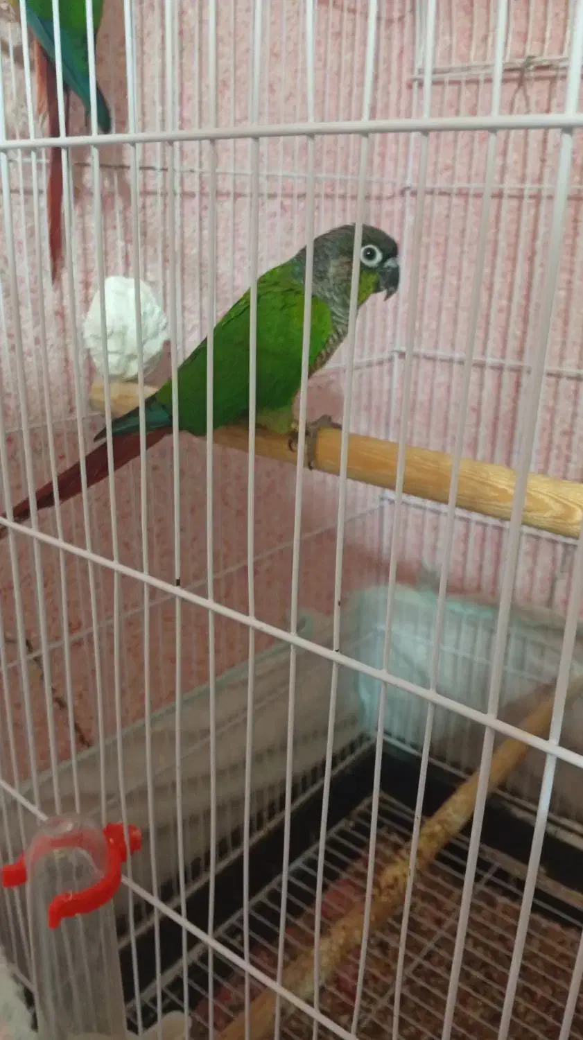 جفت گرینچیک|پرنده|اردکان, |دیوار