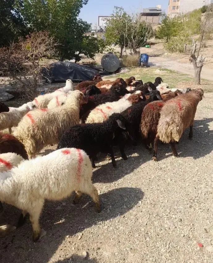 عرضه گوسفند بهداشتی با مکان مجهز خرید حضوری وارسال|حیوانات مزرعه|کرج, دهقان ویلا|دیوار