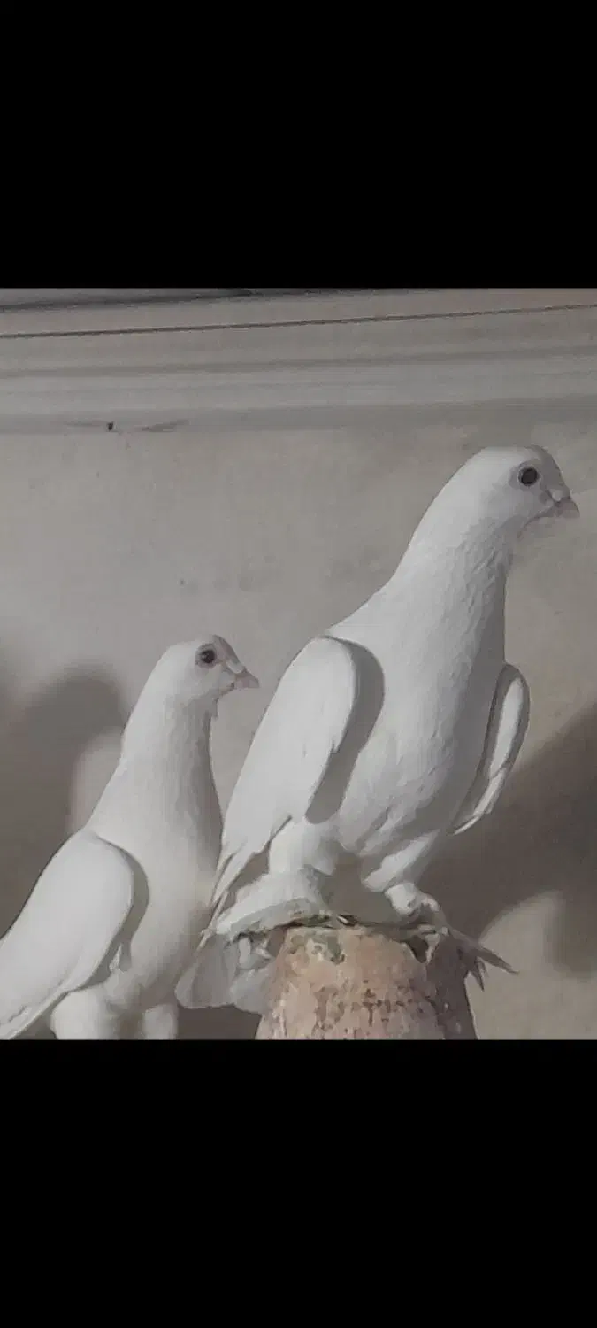 کفتر|پرنده|تبریز, |دیوار