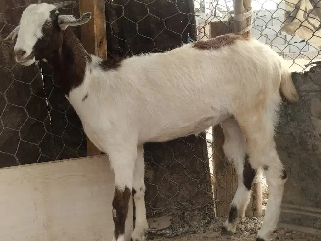 بز و کهره|حیوانات مزرعه|قلعه قاضی, |دیوار