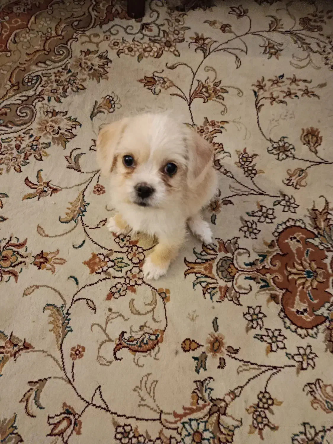 توله سگ شیتزو|سگ|تهران, هاشمی|دیوار