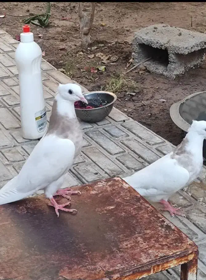 کبوتر طوق شازده تازه کار درجه یک|پرنده|زرین دشت (فارس), |دیوار