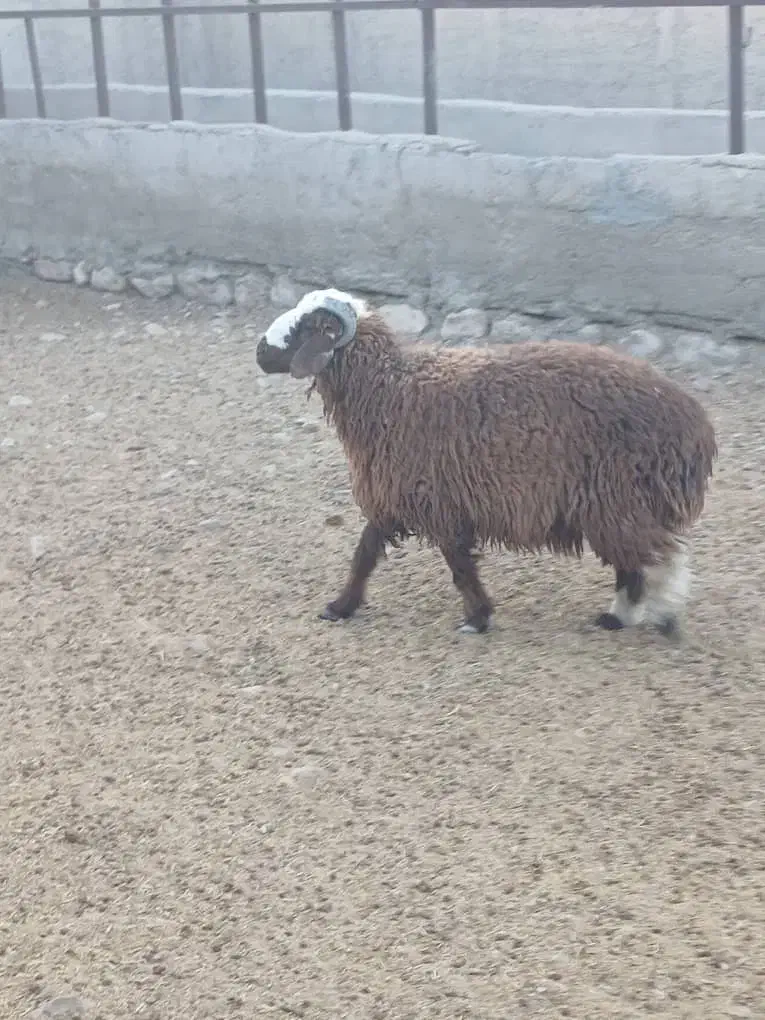 تعداد ۴۰ راس بره پرواری به فروش میرسد|حیوانات مزرعه|حاجی آباد, |دیوار