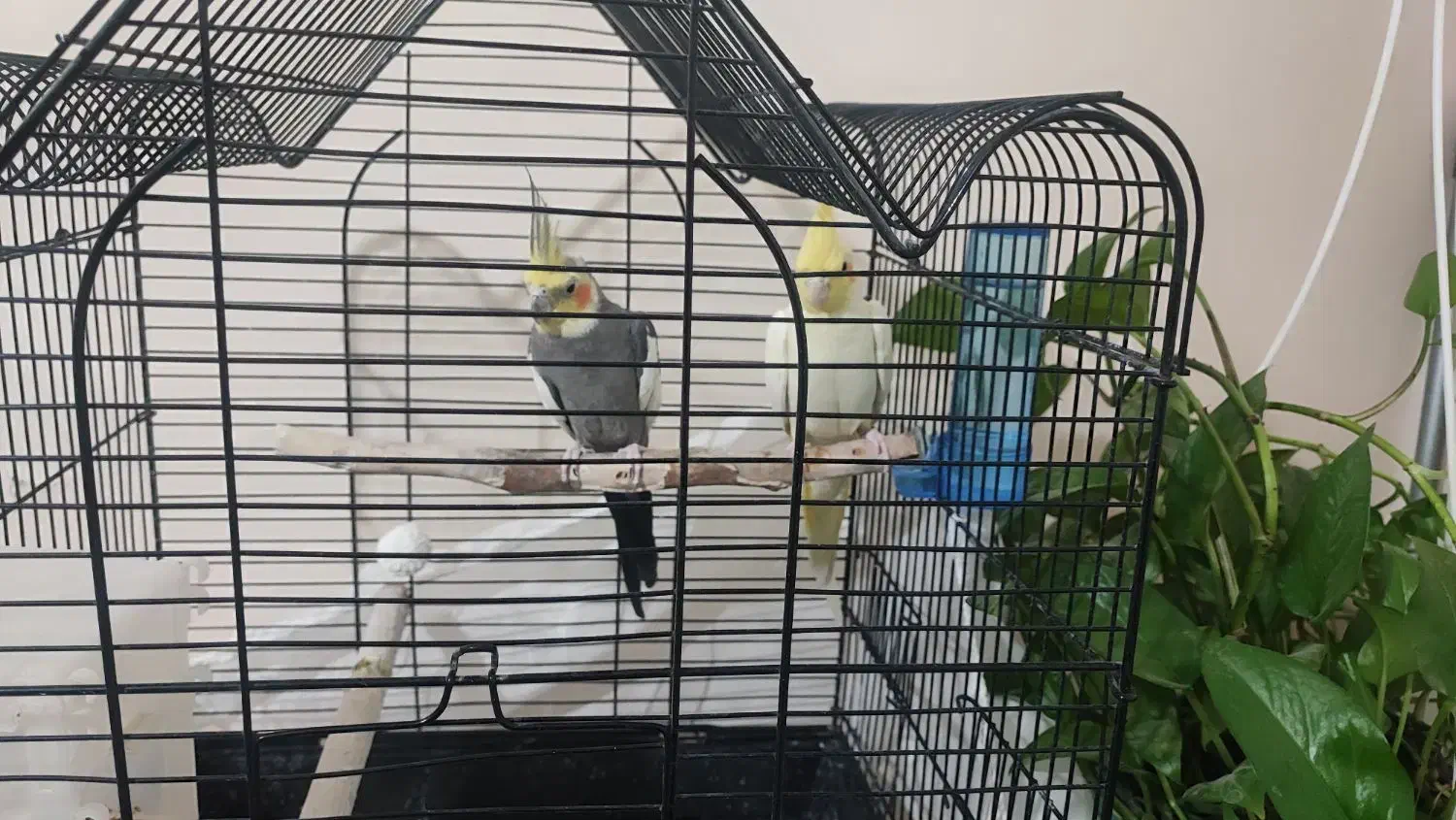 عروس هلندی جفت|پرنده|مشهد, قائم|دیوار