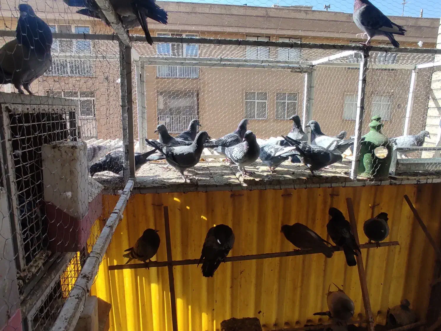 کبوتر پلاکی مسافتی|پرنده|تهران, باشگاه نفت|دیوار