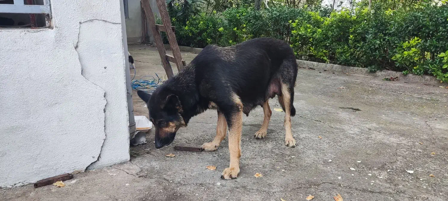 بچه سگ ها مجانی|سگ|کوچصفهان, |دیوار