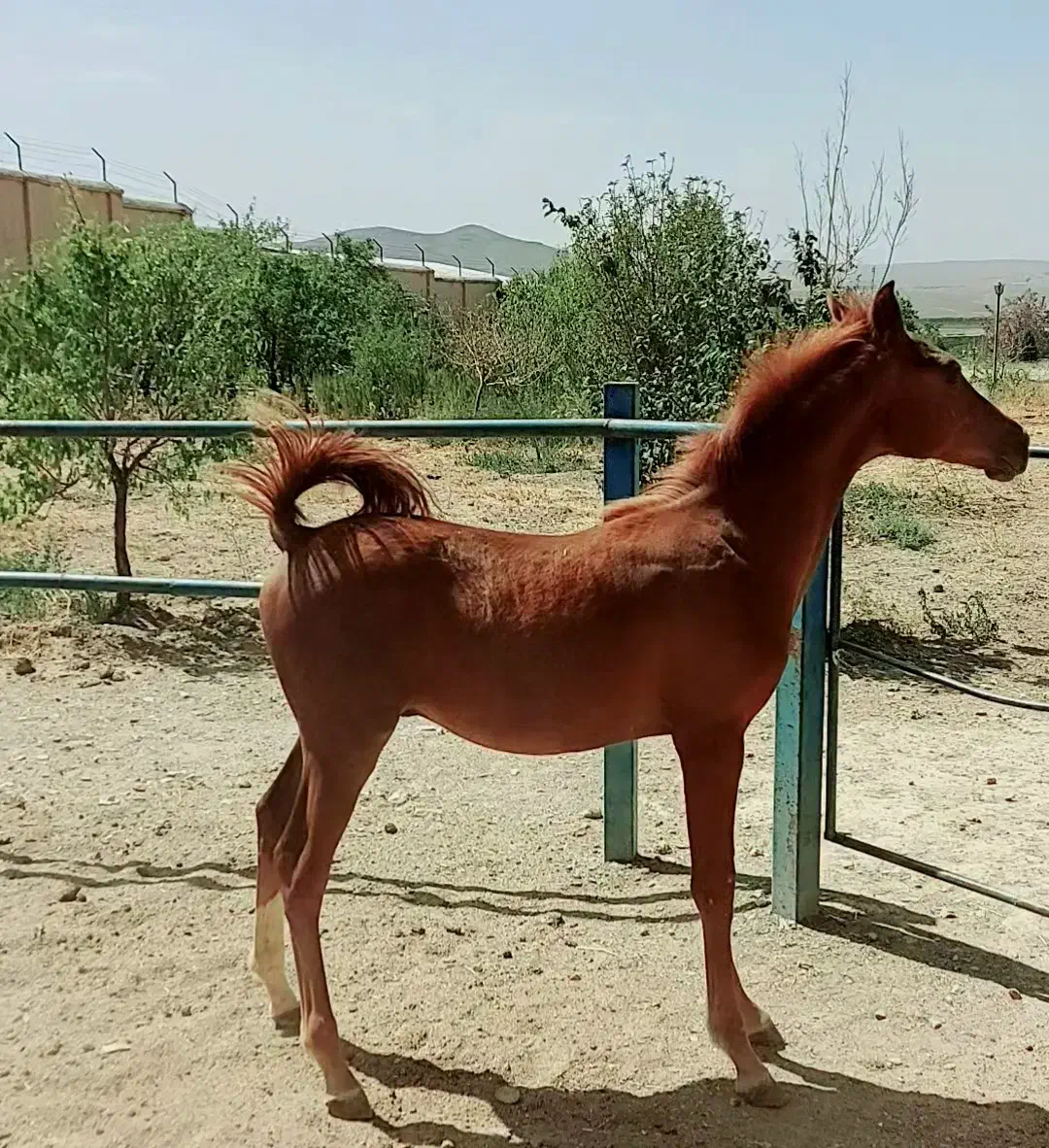 نریون سر و دمگیر کره سهیل حیدر|اسب و تجهیزات اسبسواری|خوانسار, |دیوار