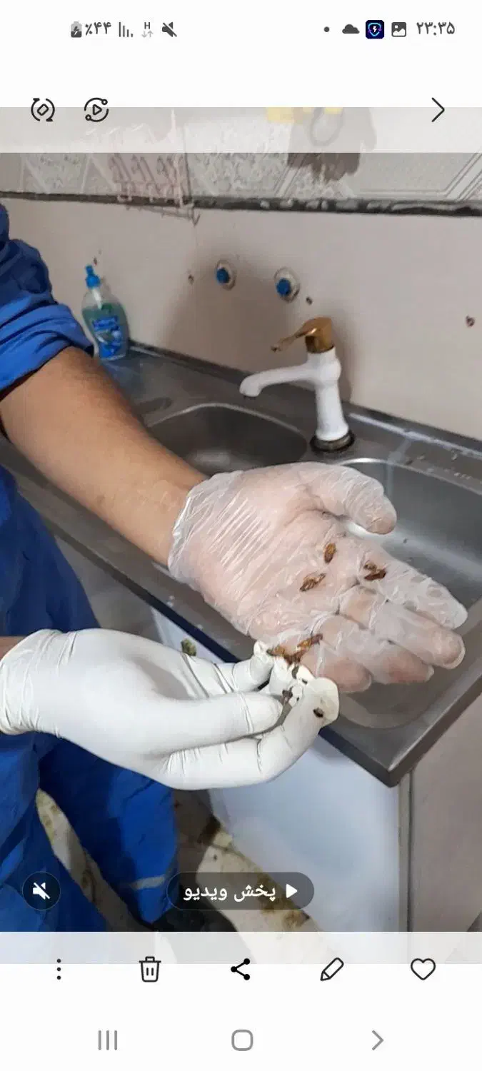 سم پاشی .سوسک کابینت.موریانه .ساس وسایر حشرات|خدمات نظافت|امیدیه, |دیوار