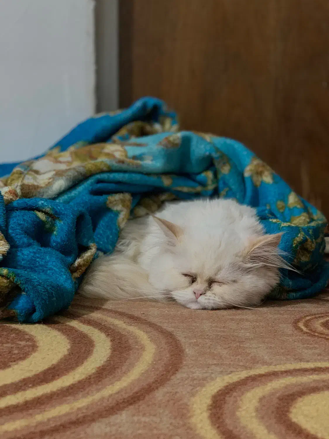 گربه پرشین|گربه|کرمانشاه, |دیوار