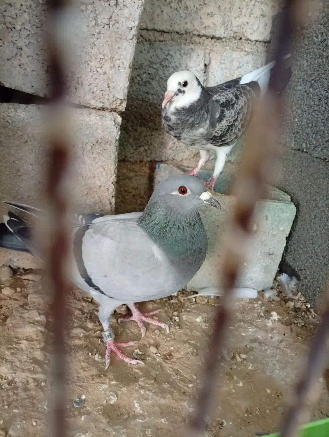 کبوتر پلاکی|پرنده|آبپخش, |دیوار